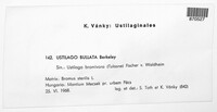 Ustilago bullata image